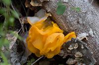 Tremella aurantia image