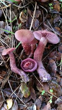 Laccaria amethysteo-occidentalis image