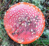 Amanita muscaria image