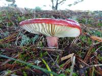 Russula sanguinaria image