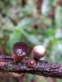 Cyathus striatus image