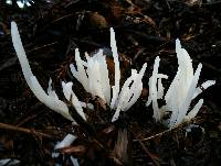 Clavaria fragilis image