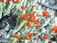 Cladonia macilenta image