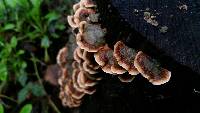 Trametes versicolor image