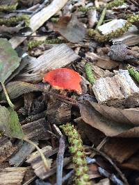 Leratiomyces ceres image