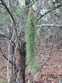 Usnea trichodea image