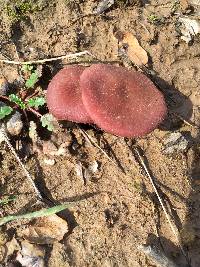 Laccaria amethysteo-occidentalis image