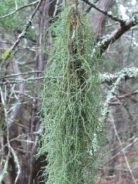 Usnea trichodea image