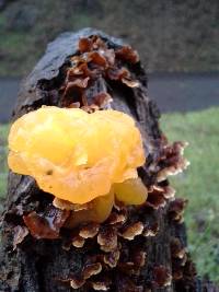 Tremella aurantia image