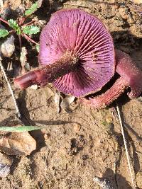 Laccaria amethysteo-occidentalis image