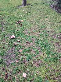 Agaricus xanthodermus image