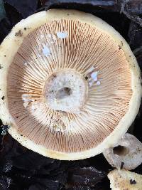 Lactarius alnicola image