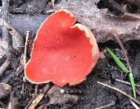 Sarcoscypha coccinea image