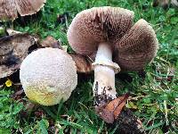 Agaricus xanthodermus image