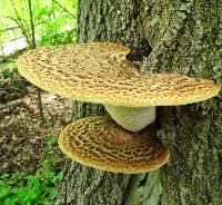 Polyporus squamosus image