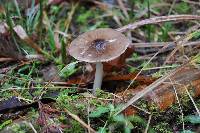 Pluteus cervinus image