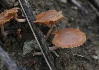 Tubaria furfuracea image