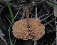 Tubaria furfuracea image