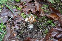 Amanita pantherina image