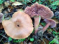 Laccaria amethysteo-occidentalis image