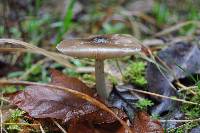 Pluteus cervinus image