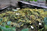 Lichenomphalia umbellifera image