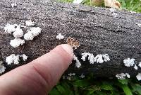 Schizophyllum commune image