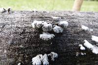 Schizophyllum commune image