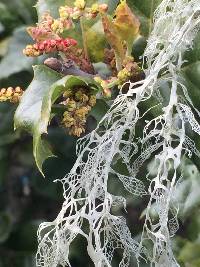 Ramalina menziesii image