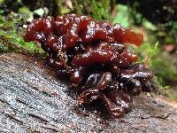 Tremella foliacea image