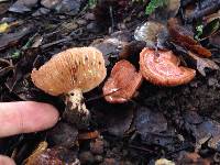 Lactarius xanthogalactus image