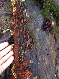 Tremella foliacea image