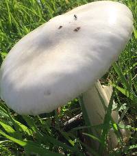 Volvariella gloiocephala image