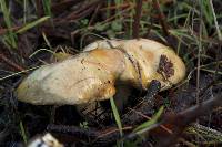 Suillus pungens image