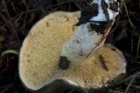 Suillus pungens image