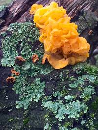 Tremella aurantia image