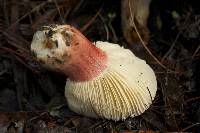 Russula sanguinaria image