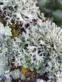 Evernia prunastri image