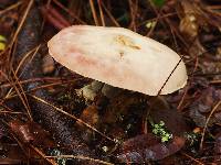 Agaricus benesii image