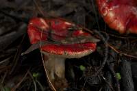 Russula sanguinaria image