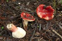 Russula sanguinaria image