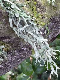 Ramalina leptocarpha image