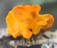 Tremella aurantia image