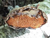 Piptoporus betulinus image