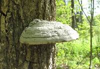 Ganoderma applanatum image