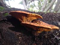 Omphalotus olivascens image