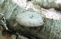 Fomitopsis betulina image