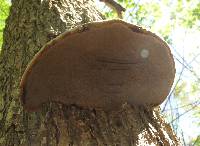 Ganoderma applanatum image