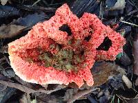 Clathrus ruber image