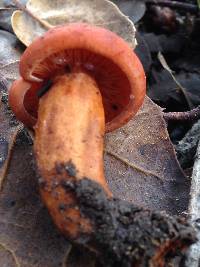 Lactarius rufulus image